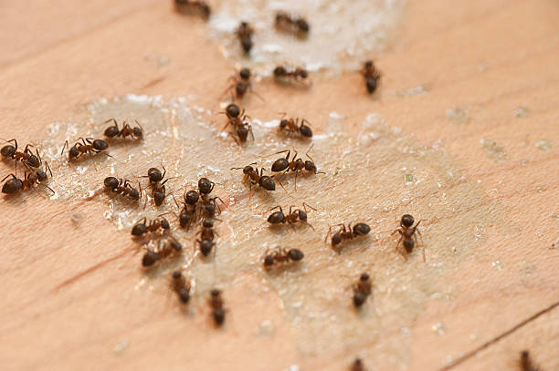 Best Residential Pest Control  in Sherwood, OH